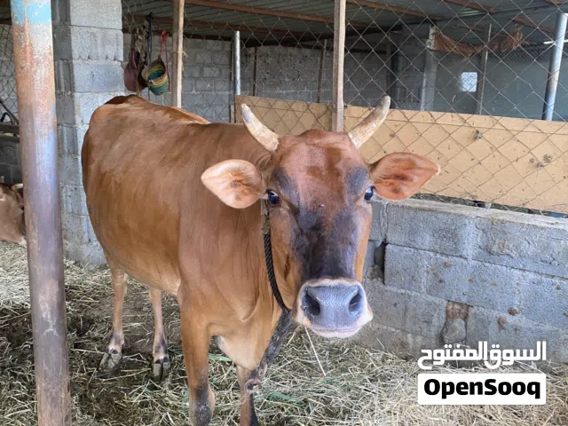 بقره للبيع