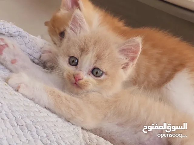 انثى وذكر قطو العمر 5 اسابيع