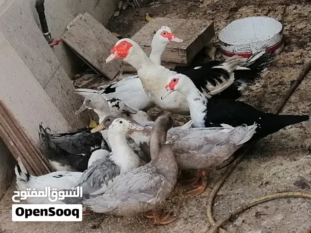 السلام عليكم بط للبيع تصفيه بط مصري وبط بلدي