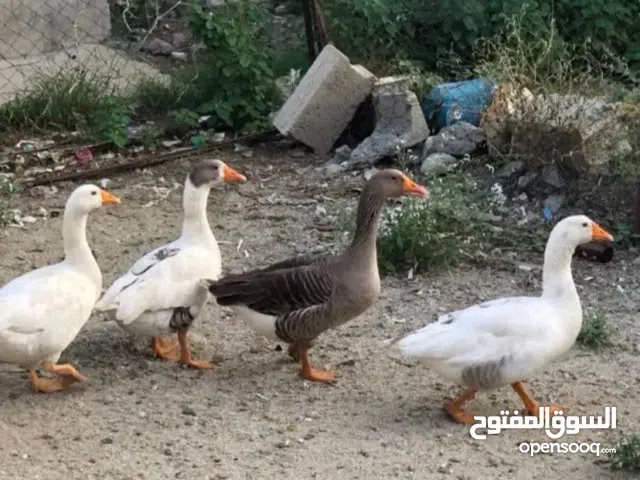 وز للبيع منتج