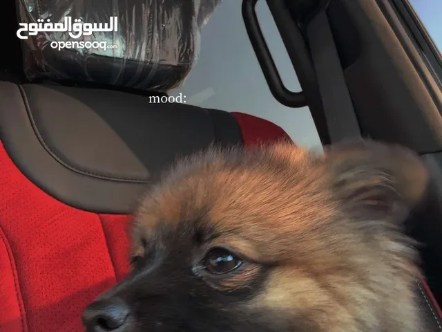 كلب بومرينيان