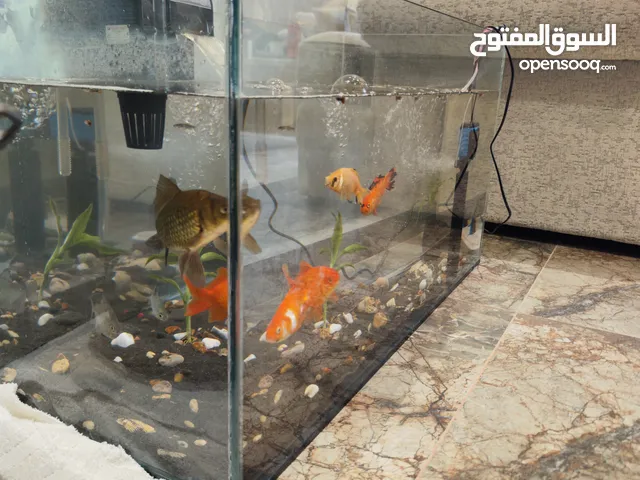 للبيع حوض سمك اوروبي فاخر  تفصيل أنيق وجودة عالية لعشاق التميز