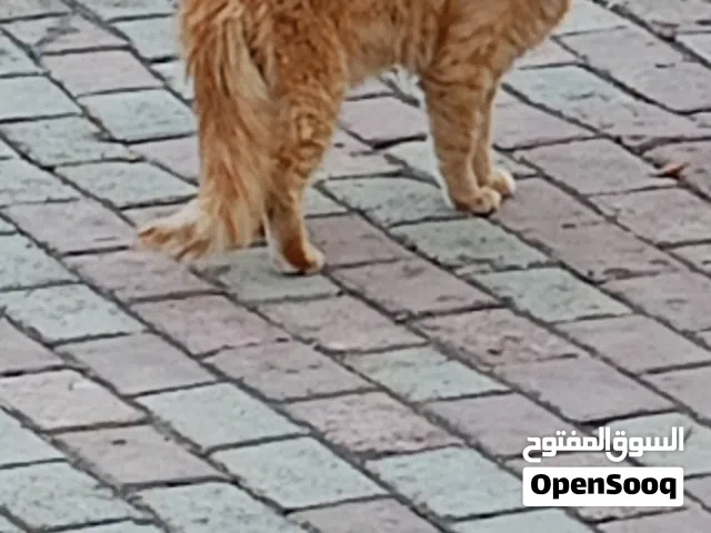 جميلة نظيفة روعه سعر 70