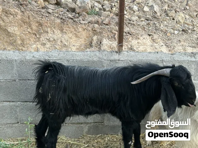 للبيع او سقب تيس فحل تهجين باكستاني على جامودي مد وشور ورهاوه