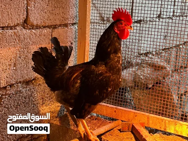 دجاج عرب كويتي