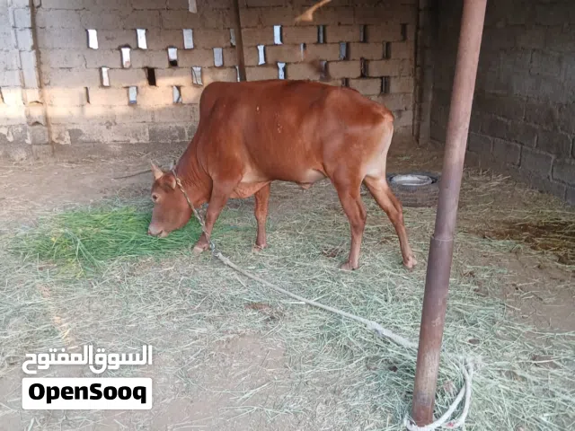 ثور محلي للبيع
