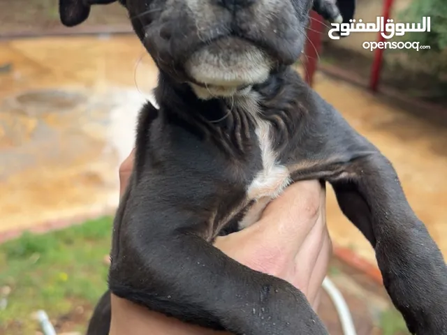 جراء بيتبول للبيع اقرا الوصف