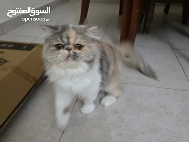 Pure Persian Beckie Face Female Cat (1 year Old)