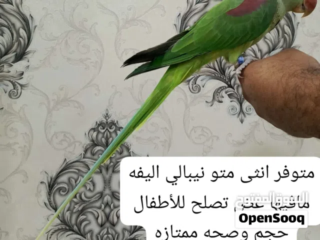 للبيع انثى متو نيبالي جاهزا للأنتاج واليفه تناديها تجيك طيران للأستفسار