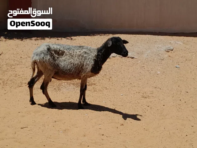 نعجه وطنيه الله يبارك عشره بادن الله ضرعها سليم سليمه من الامراض سنها تاني جمع سنون صحاح..