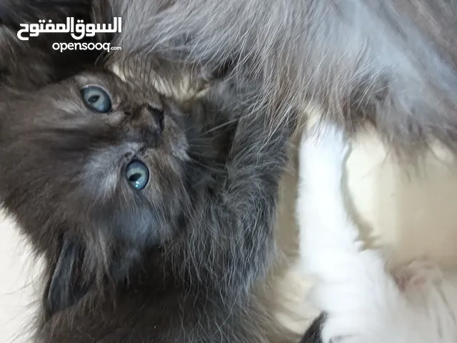Persian adoption400