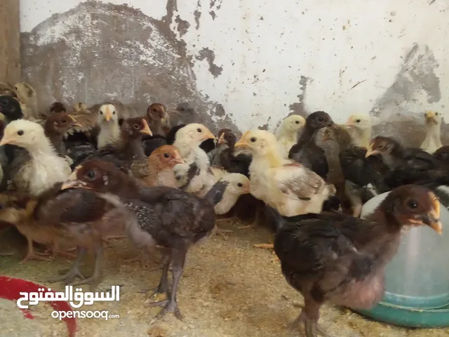 متاح صيصان بلدي صافي