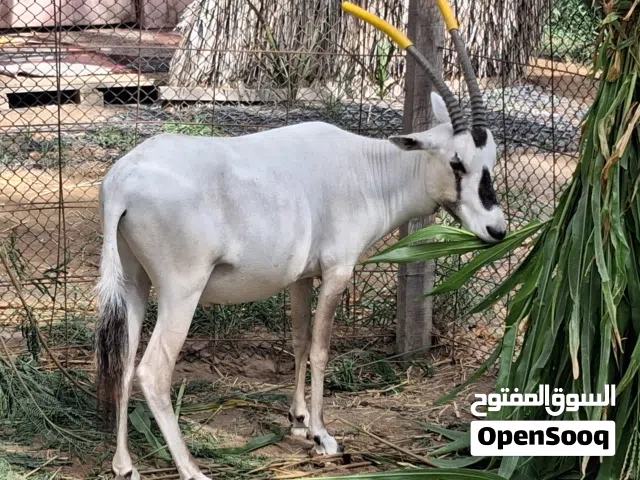 للبيع ذكر المها