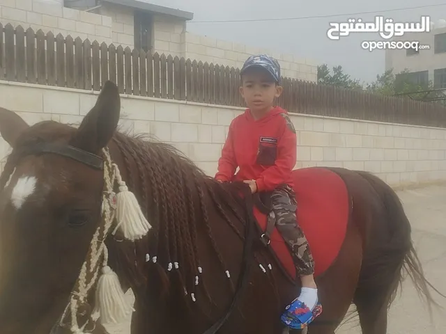 محمد اسماعيل