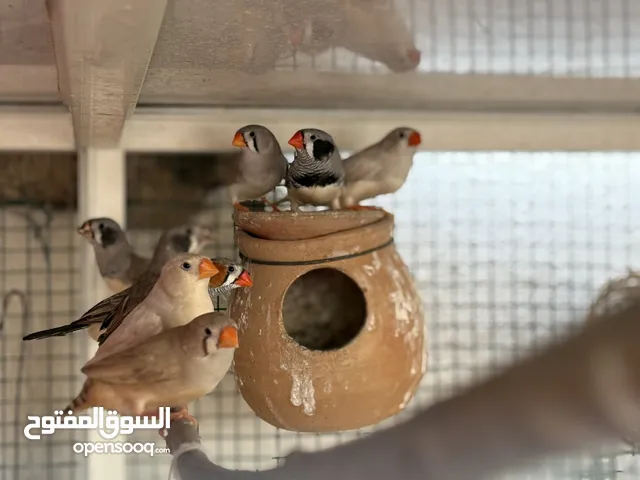 للبيع طيور زيبرا جميلة و نشيطه