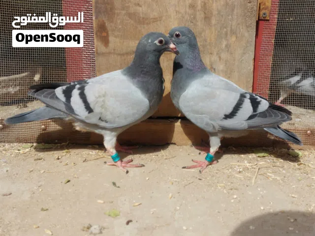 طبة حمام زاجل  شهابيات للبيع