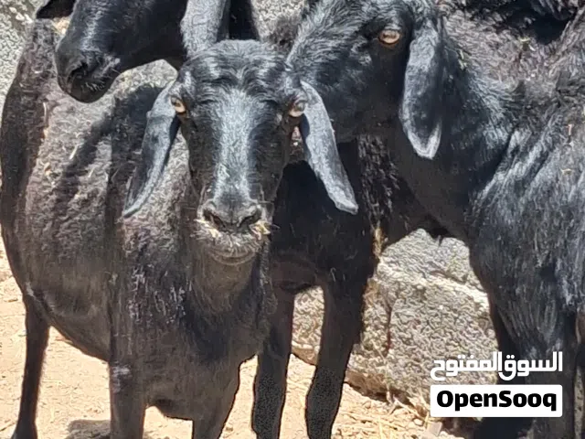 للبيع 3جاعدات