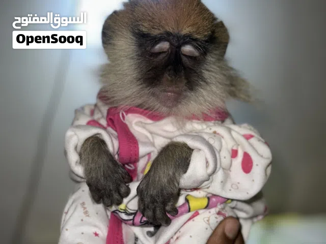 قرد نسناس للبيع عمر 6 شهور