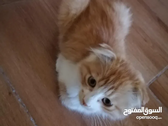 قط للبيع مع اغراضه