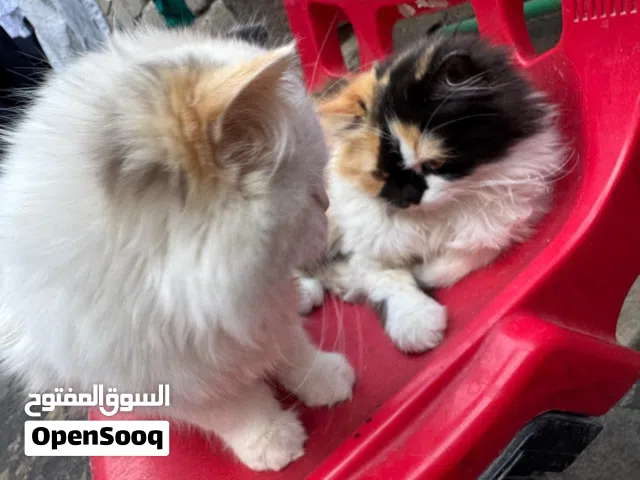 قطط بيت اليفات للبيع 35