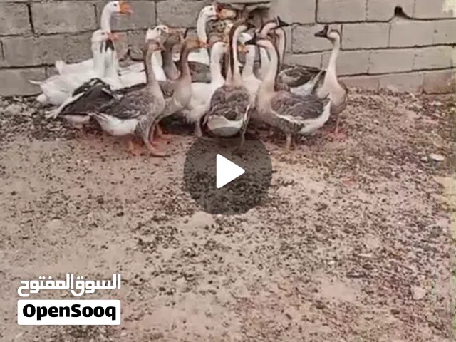 بطوط للبيع