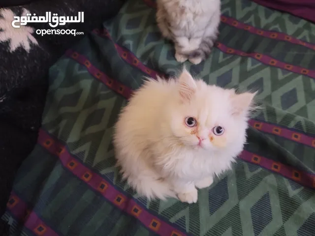 قطط صغيره للبيع
