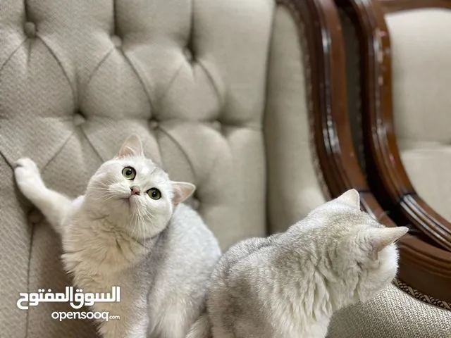 سكوتش سلفر ستريت 25n