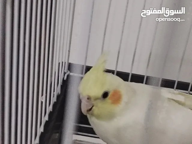 طير الكوكتيل