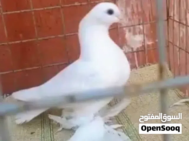 انتايه هزاز