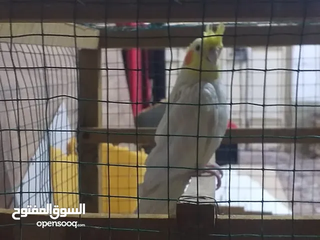 كوكتيل وحشي للبيع او للمراوس ب لي شي