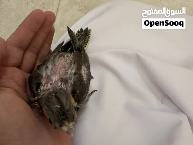 فرخ كوكتيل للبيع