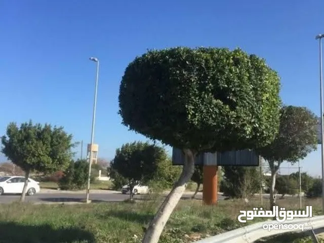 فني قص الشجرة