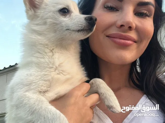 Pomsky puppies F3 Pomeranian puppies healthy top quality luxury breed show dogs teacup size