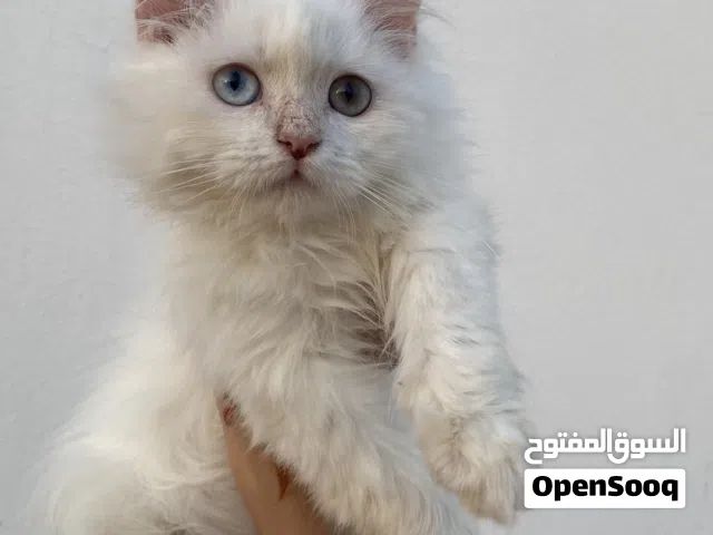 ذكر شيرازي للبيع