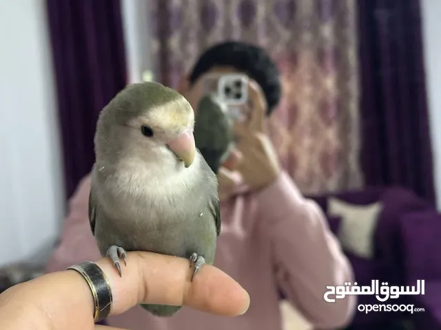 ببغاء روز أنثى للبيع بشكل مستعجل