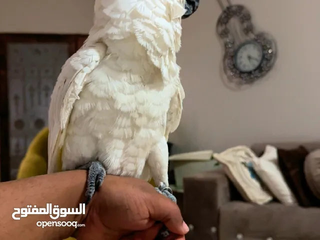 ببغاء كوكاتو امبريلا