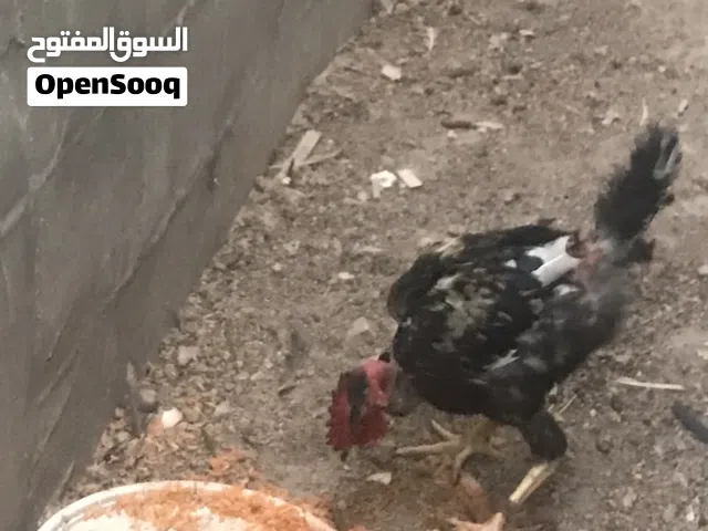 متاح ديج رگيبة للبيع التفاصيل بلوصف