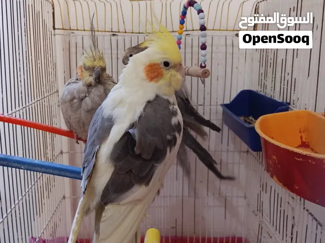 طيور الكوكتيل عدد زوجين