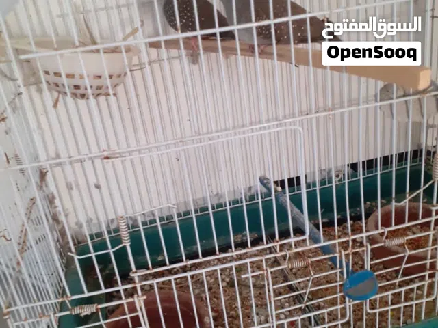 اليمام الماسي بنغازي