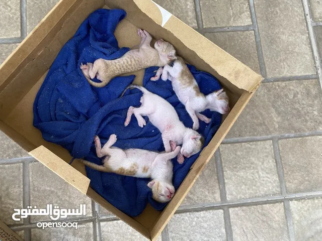 قطط حديثي الولادة عدد 4 4 cats new born  For free