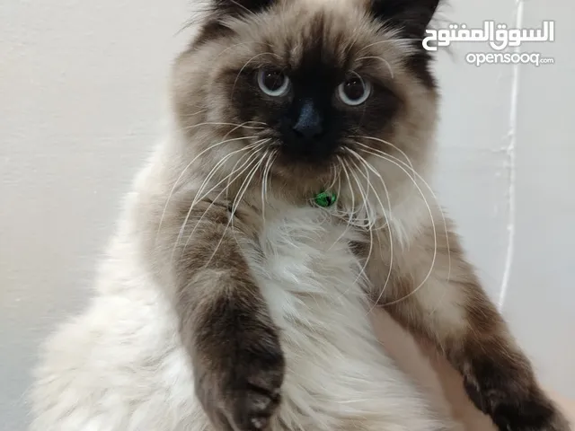 قط همالايا ذكر