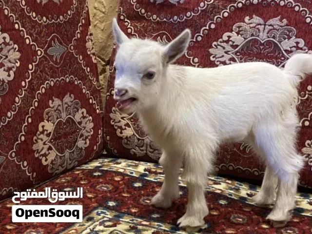 ماعز تشيكي قزم للبيع