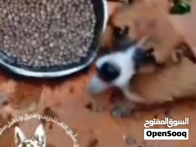 جرو للبيع اقرا الوصف