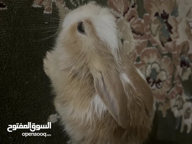 ارنب عمره تقريبا شهر اليف جدا مو بري الصامل يدش ب سعره مع القفص