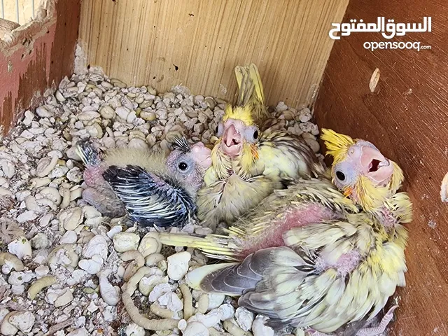 Cocktail chicks good health home breed.