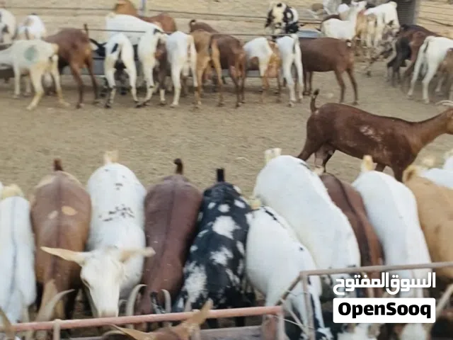 تابع عروضنا بشكل يومي في حالة وتساب خزن الرقم وارسل متابعة أسعارنا تبداء من 18ریال وفوق