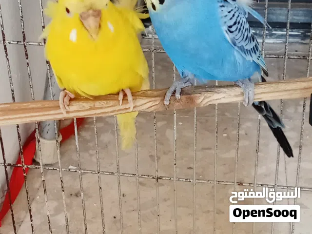 جوز هوقو رومو تكسس ذكر كحلي وانثى لاتينو جوز شغال تحتيه بيض