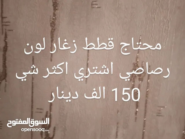 محتاج قطط زغار سكوتش فولد 150 الف دينار اكثر شي