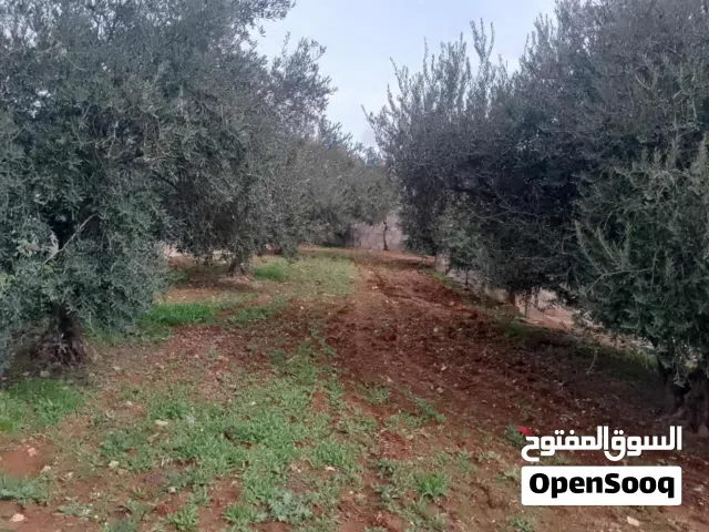 ارض مميزة مربعة لقطة مشجرة بالثمار نص دونم طابو الف جناتا