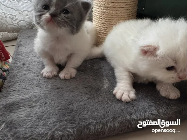 قطط صغار جدا سكوتش فولد التواصل خاص